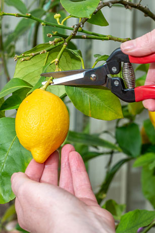 ARS Fruit Pruners