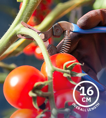 • Marquench hardened blade for long-lasting sharpness
• Curved blade design enables precise cutting
• Overall Length: 160mm ARS 310-BL Curved Blade Fruit Pruner 160mm