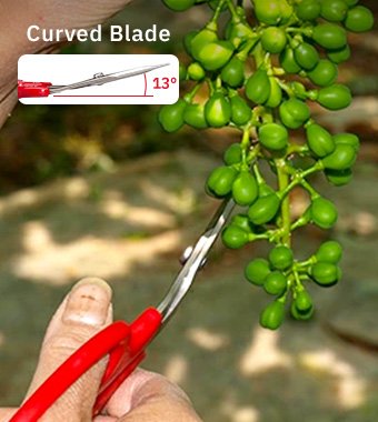 Slightly curved, thin blades, allowing
precise work in tight clusters. ARS 321DX-M Angled Curved Grape Harvesting Scissors Shape that prevents damage to fruit