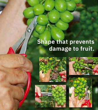 ARS 321DX-T Grape Harvesting Scissors Shape that prevents damage to fruit