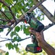 Bosch UNIVERSALCUT 18V-65 Nanoblade Saw Pruning Trees