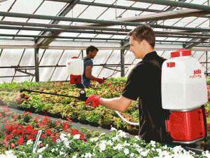 Solo Battery Sprayers in Greenhouse