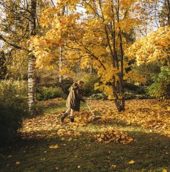 Eco Friendly Leaf Blower Alternatives